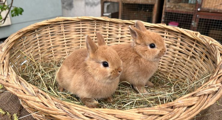 Çankırı Büyümeyen Tavşan