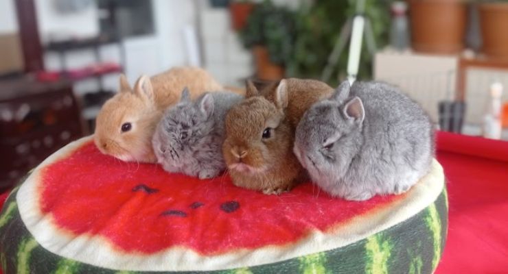 Çankırı Cins Tavşan