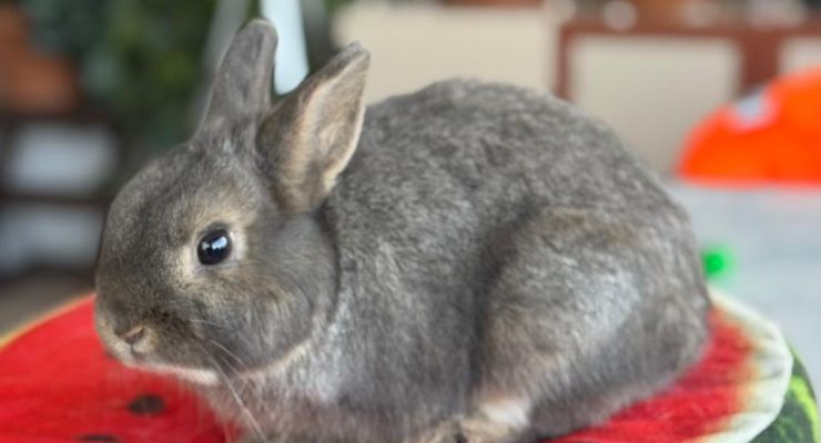 Çankırı Ev Tavşanı