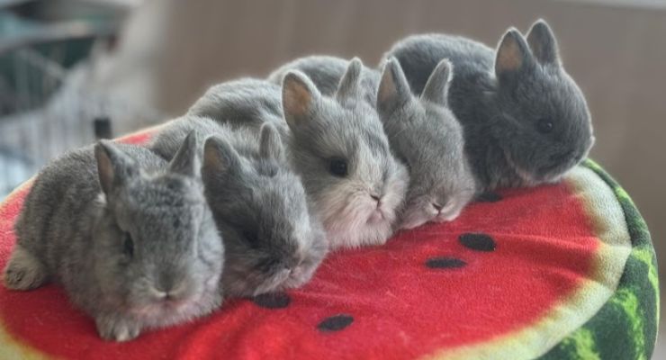 Çankırı Evcil Tavşan