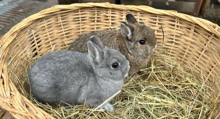 Çankırı Yavru Tavşan