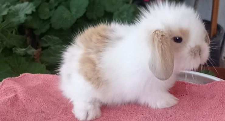Çankırı Hollanda Lop Tavşan